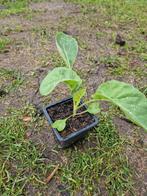Bio bloemkool plantjes, Ophalen, Minder dan 100 cm, Overige soorten, Zomer