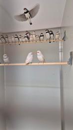 Diamantvinken | diverse mutaties | nu beschikbaar | De Toeka, Meerdere dieren