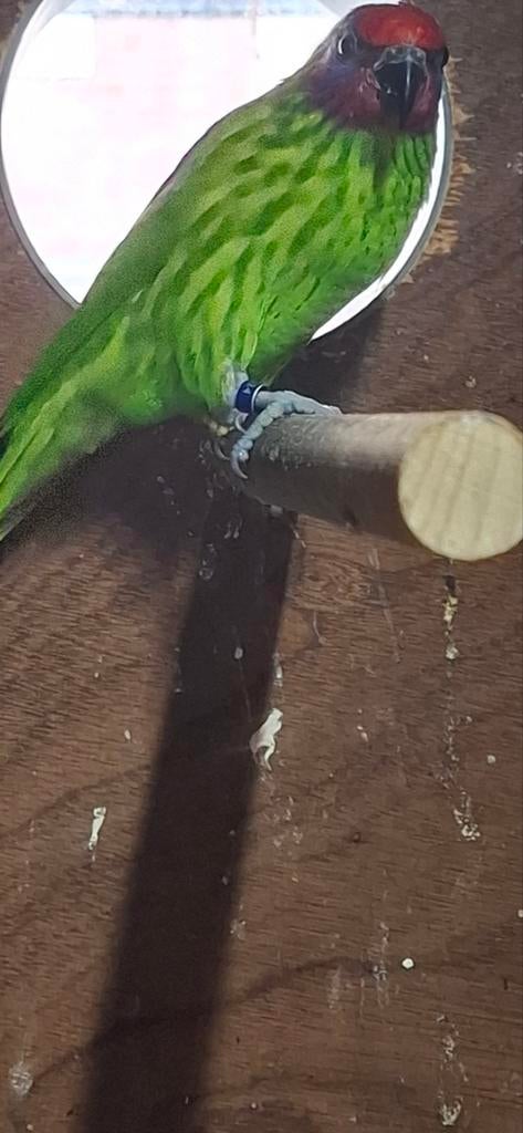 Lori viooltjeslori broedrijp KOOPJE, Dieren en Toebehoren, Vogels | Parkieten en Papegaaien, Mannelijk, Papegaai