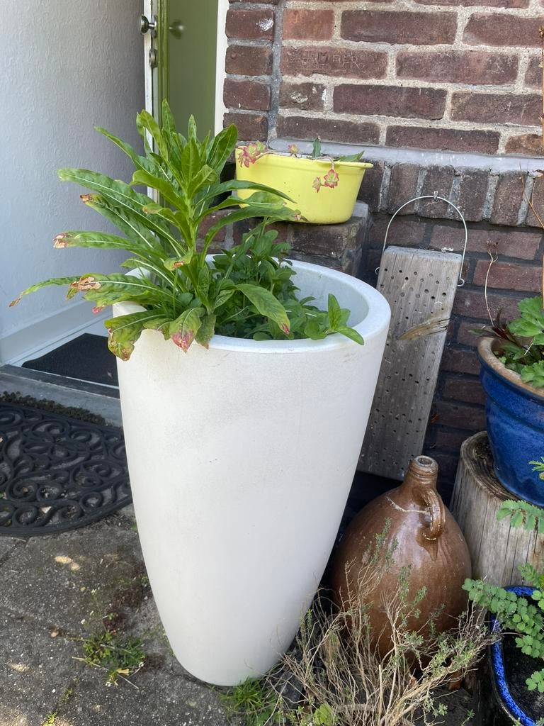 Witte Elho bloempot met inheemse planten. Bijenfeesttje!, Ophalen, Overige soorten, Volle zon