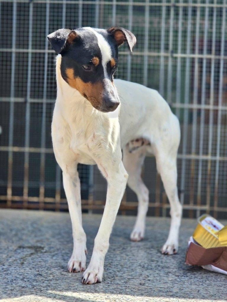 ACE: Juancho is een tof en vriendelijk hondje, Dieren en Toebehoren, Honden | Jack Russells en Terriërs, Particulier, 15 weken tot 1 jaar