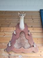 Mooi Hertenkop, Ophalen, Gebruikt