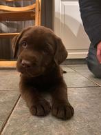 Lieve labrador pups