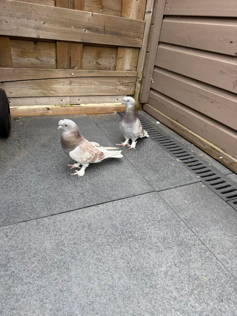 Takla-duiven-sierduiven, Dieren en Toebehoren, Meerdere dieren, Tuimelaar of Roller