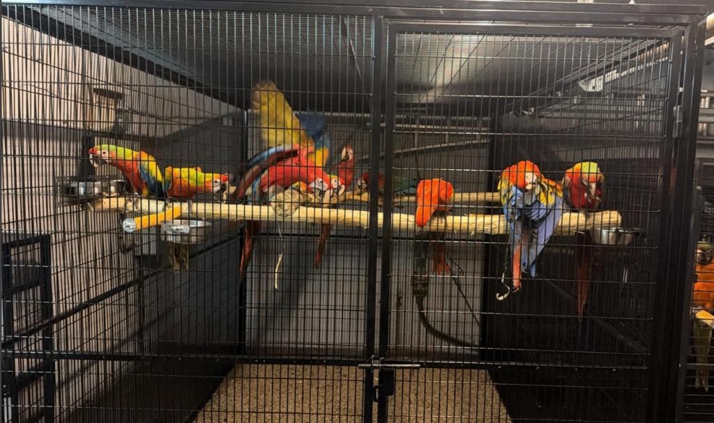 VOLIEREPANEEL VOLIERE PANELEN DRAAD VOGELGAAS, Dieren en Toebehoren, Vogels | Hokken en Kooien, Ophalen of Verzenden, Metaal, Volière