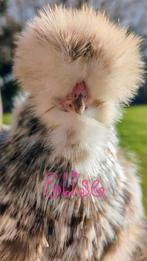 Broedeieren krul mottled usa zijdehoenders zijdehoen, Kip