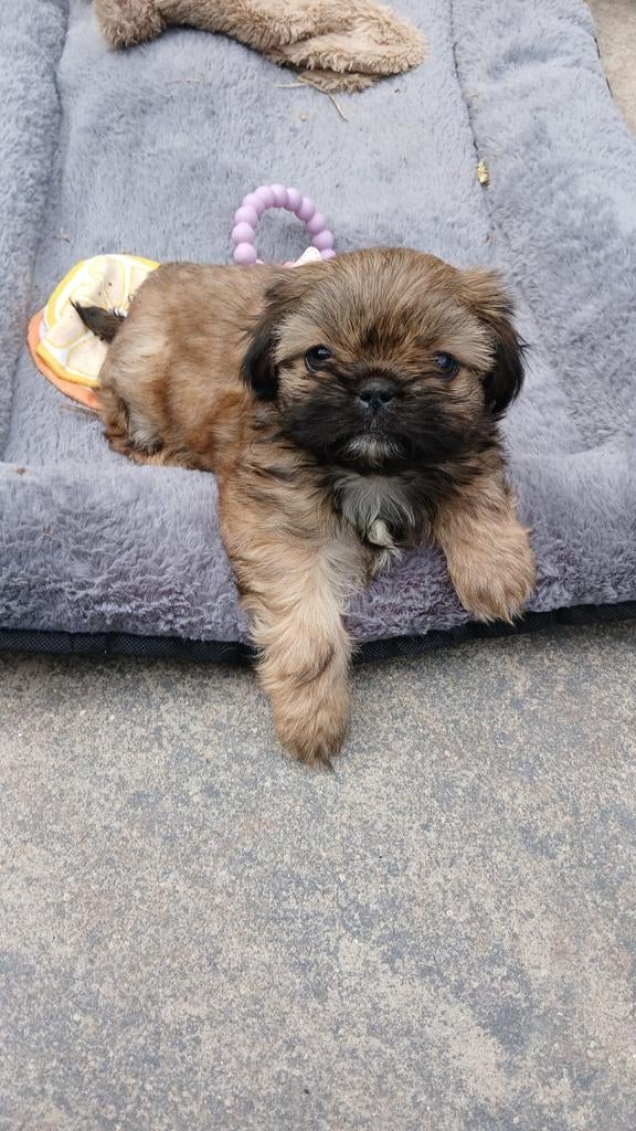 Shih Tzu pup, 15 weken tot 1 jaar, Eén hond, Nederland, Particulier