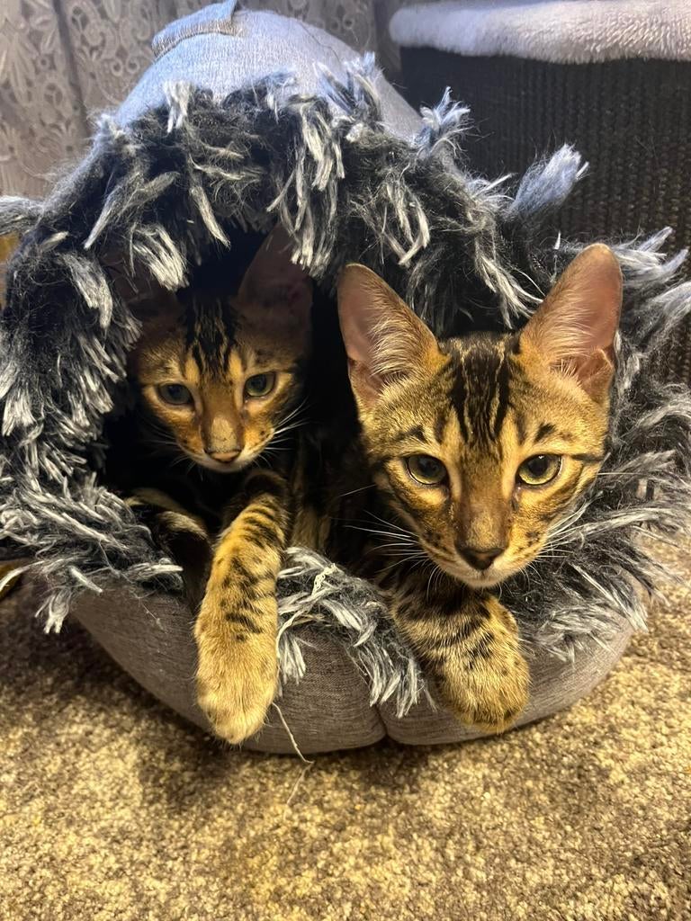 Bengaal bengalse kittes, Dieren en Toebehoren, Meerdere dieren, Kortharig, 0 tot 2 jaar