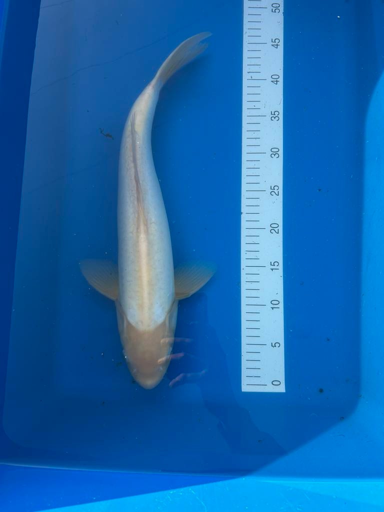 Doitsu shiro muji 45cm, Karper of Koi
