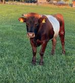 Lakenvelder (dek) stier., Dieren en Toebehoren, Runderen, Mannelijk