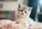 Kittens British shorthair / Britse Korthaar cartoon cats, Meerdere dieren, Gechipt, 0 tot 2 jaar