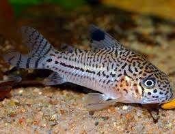Corydora julii - Koidream Valburg