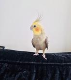 Valkparkiet, Dieren en Toebehoren, Mannelijk, Parkiet