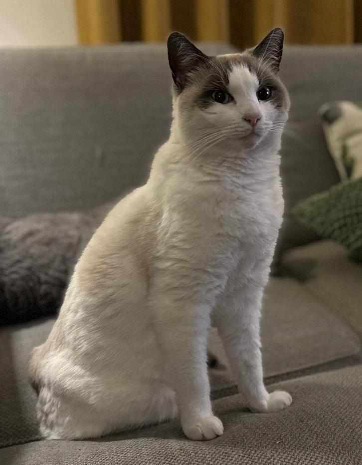 ragdoll/blauwe rus, Dieren en Toebehoren, Katten en Kittens | Raskatten | Korthaar, Kater, 6 jaar of ouder, Gechipt, Ontwormd