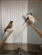 Kanaries Harlekijn 2025, Dieren en Toebehoren, Vogels | Kanaries, Meerdere dieren, Kleurkanarie