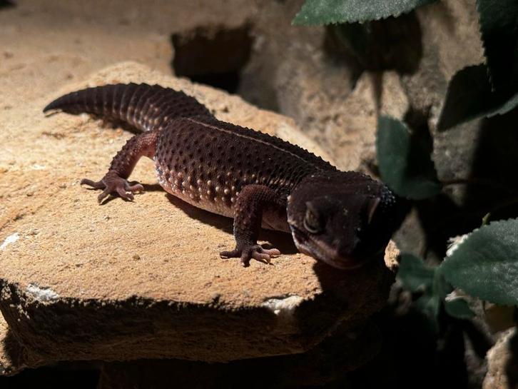 Black night luipaard gekkos