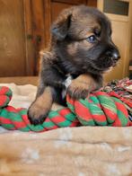 Mechelse Herder X Australian Shepherd Pups OUDERS GETEST, Dieren en Toebehoren, CDV (hondenziekte), 8 tot 15 weken, Meerdere, Meerdere dieren