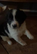 Super lieve Markiesje/Kooiker pups!, Dieren en Toebehoren, Nederland, Overige rassen, 8 tot 15 weken, CDV (hondenziekte)