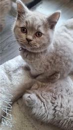 Britse korthaar  kittens (Lilac), Dieren en Toebehoren, Meerdere dieren, Ontwormd, 0 tot 2 jaar