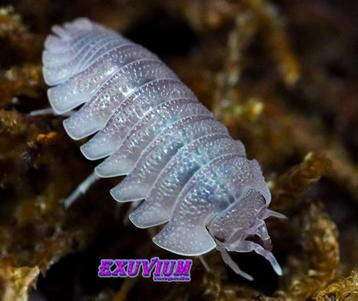 Armadillidium scaberrimum (Sandstone) isopods / pissebedden beschikbaar voor biedingen
