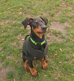 Dobermann pup, 5 maanden,, Dieren en Toebehoren, 15 weken tot 1 jaar, Reu, CDV (hondenziekte), Eén hond
