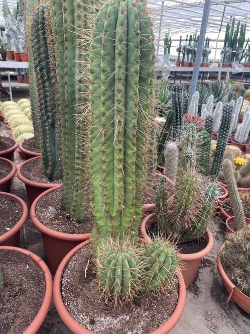 Cactus Trichocereus (Echinopsis Terscheckii) 50cm pot, Huis en Inrichting, Kamerplanten, Cactus, 100 tot 150 cm, Bloeiende kamerplant
