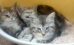 Siberische kittens, Dieren en Toebehoren, Katten en Kittens | Raskatten | Langhaar, Meerdere dieren, Gechipt