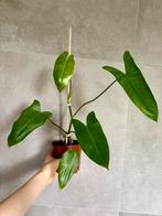 Philodendron Paraiso Verde, Overige soorten, Minder dan 100 cm, Halfschaduw, Ophalen