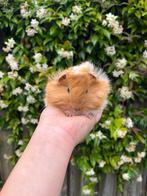 California peruvian, Dieren en Toebehoren, Knaagdieren, Mannelijk, Cavia
