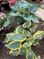 Hosta XL 2 soorten, Halfschaduw, Zomer, Ophalen of Verzenden, Overige soorten