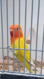 Fischeri Pastelino, Dieren en Toebehoren, Vogels | Parkieten en Papegaaien, Meerdere dieren, Dwergpapegaai of Agapornis