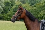 Spaanse merrie - 3 jaar - PRE - 156cm, Dieren en Toebehoren, Paarden, Merrie, Minder dan 160 cm, Gechipt, Dressuurpaard
