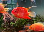 3 Severum red spotted, Vis