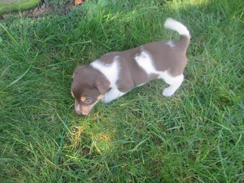 Boerenfox x jack russell pups, Dieren en Toebehoren, Honden | Niet-rashonden, Klein, Meerdere dieren, Particulier, Meerdere, Nederland