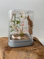 Handgemaakt lief terrarium klimtouw | Springspin, Dieren en Toebehoren, Insecten en Spinnen