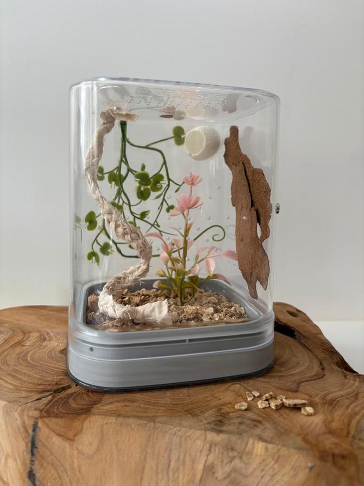 Handgemaakt lief terrarium klimtouw | Springspin, Dieren en Toebehoren, Insecten en Spinnen