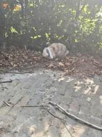 Ter dekking, Dieren en Toebehoren, Konijnen, Mannelijk, Middelgroot, Hangoor, 0 tot 2 jaar