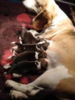 Beagles pups, HCC (leverziekte), Reu, 8 tot 15 weken, Eén hond