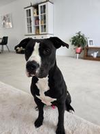 Aktief huis gezocht voor mix Amstaff/Ambulldog, Dieren en Toebehoren, Honden | Niet-rashonden, Rabiës (hondsdolheid), 15 weken tot 1 jaar