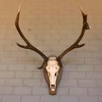 Edelhert gewei, hertengewei, geweien, kerst decoratie, Verzamelen, Dierenverzamelingen, Ophalen, Zo goed als nieuw, Hert, Gewei of Kop