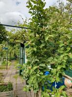 Kweeperen in fruit, Ophalen of Verzenden, Appelboom, Lente