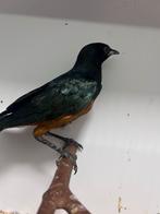 0-0-1 driekleur glansspreeuw, Dieren en Toebehoren, Geslacht onbekend, Tropenvogel