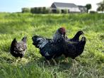 Barnevelder krielkippen zilver gezoomd hen gesekst + ingeënt, Vrouwelijk, Kip