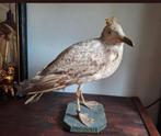 Taxidermie Opgezette Jonge Zeemeeuw/Meeuw/Vogel, Ophalen of Verzenden