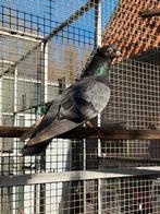 Sierduif, Geslacht onbekend, Overige soorten