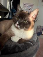 Kater snowshoe, Dieren en Toebehoren, Katten en Kittens | Raskatten | Korthaar, Kater