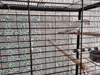 Baby halsband parkiet net een maandje van de pap af, Dieren en Toebehoren, Vogels | Parkieten en Papegaaien, Parkiet, Tam