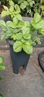 Speciale aardbeienpotten inclusief planten, Tuin en Terras, Planten | Tuinplanten, Ophalen, Zomer, Overige soorten, Volle zon