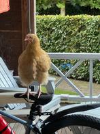 Buff Orpington haan 2025, Dieren en Toebehoren, Pluimvee, Mannelijk, Kip