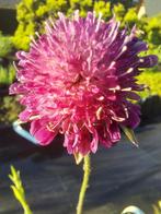 Knautia macedonica (Weduwebloem, Beemdkroon), Zomer, Vaste plant, Overige soorten, Ophalen